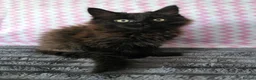 Maine Coon cats for sale: Gorgeous, sociable maine coon kittens  - Advert 23
