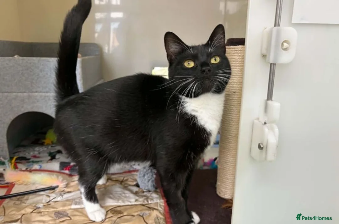 Domestic Shorthair cats for adoption: Biscuit - Advert 1