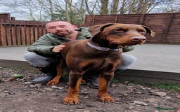 Dobermann dogs for sale: *HEALTH TESTED,HOME REARED,STUNNING DOBERMAN PUPS - Image 37