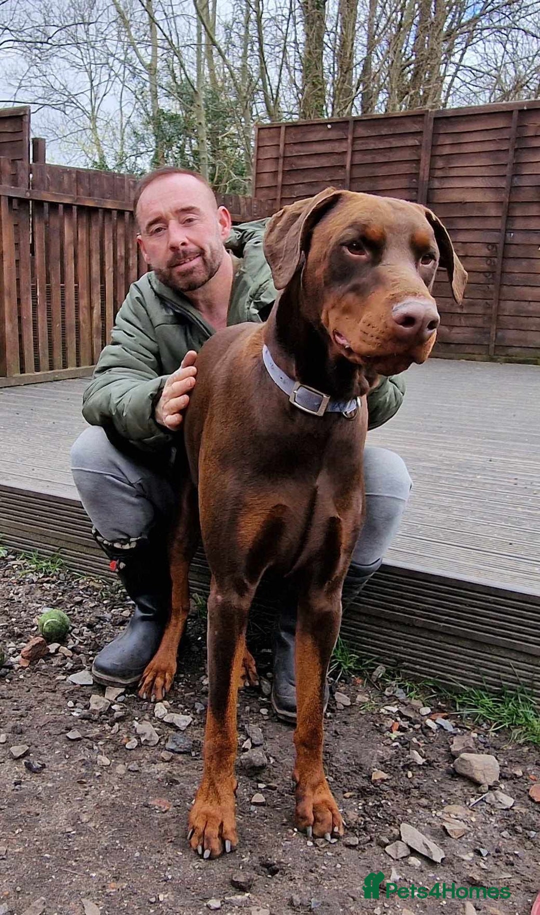 Dobermann dogs for sale: *HEALTH TESTED,HOME REARED,STUNNING DOBERMAN PUPS - Image 37