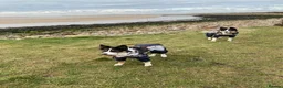 Border Collie dogs for sale: 7 Year Old Border Collie(s) for sale in Liverpool - Advert 7