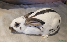 English Spot rabbits for sale: Baby English spot - Image 2