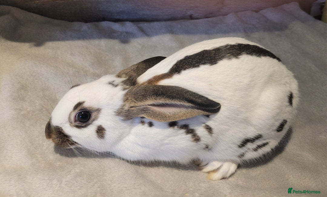 English Spot rabbits for sale: Baby English spot - Image 2