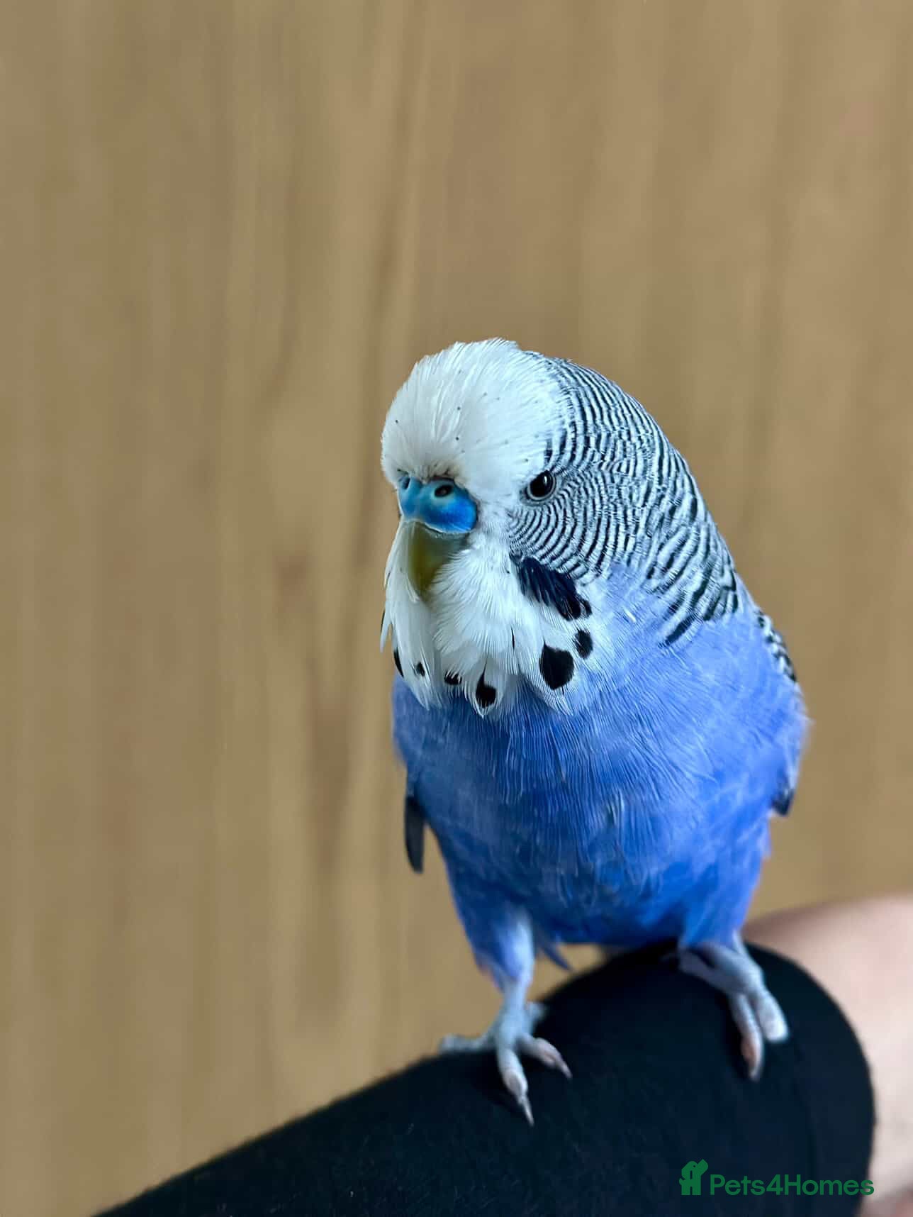 Budgerigars birds Friendly Male Budgie – Hand Tame & Loving in Liverpool - Advert 1