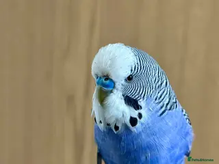 Budgerigars birds Friendly Male Budgie – Hand Tame & Loving in Liverpool - Advert 1