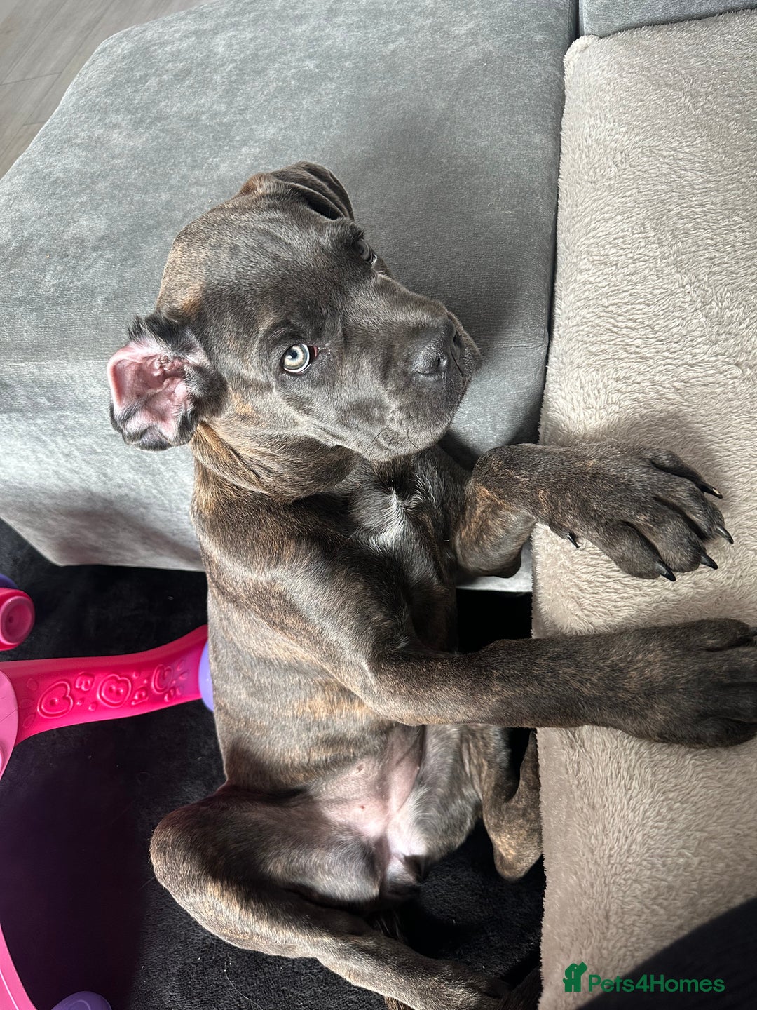 Cane Corso dogs for sale: Cane corsa  - Image 6