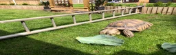 Tortoise reptiles for sale: Two sulcata tortoises - Advert 9