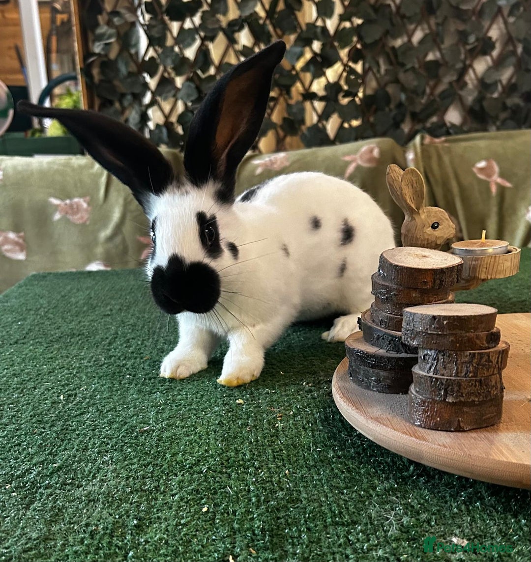 Continental Giant rabbits for sale: Giant Papillon babies - Advert 3