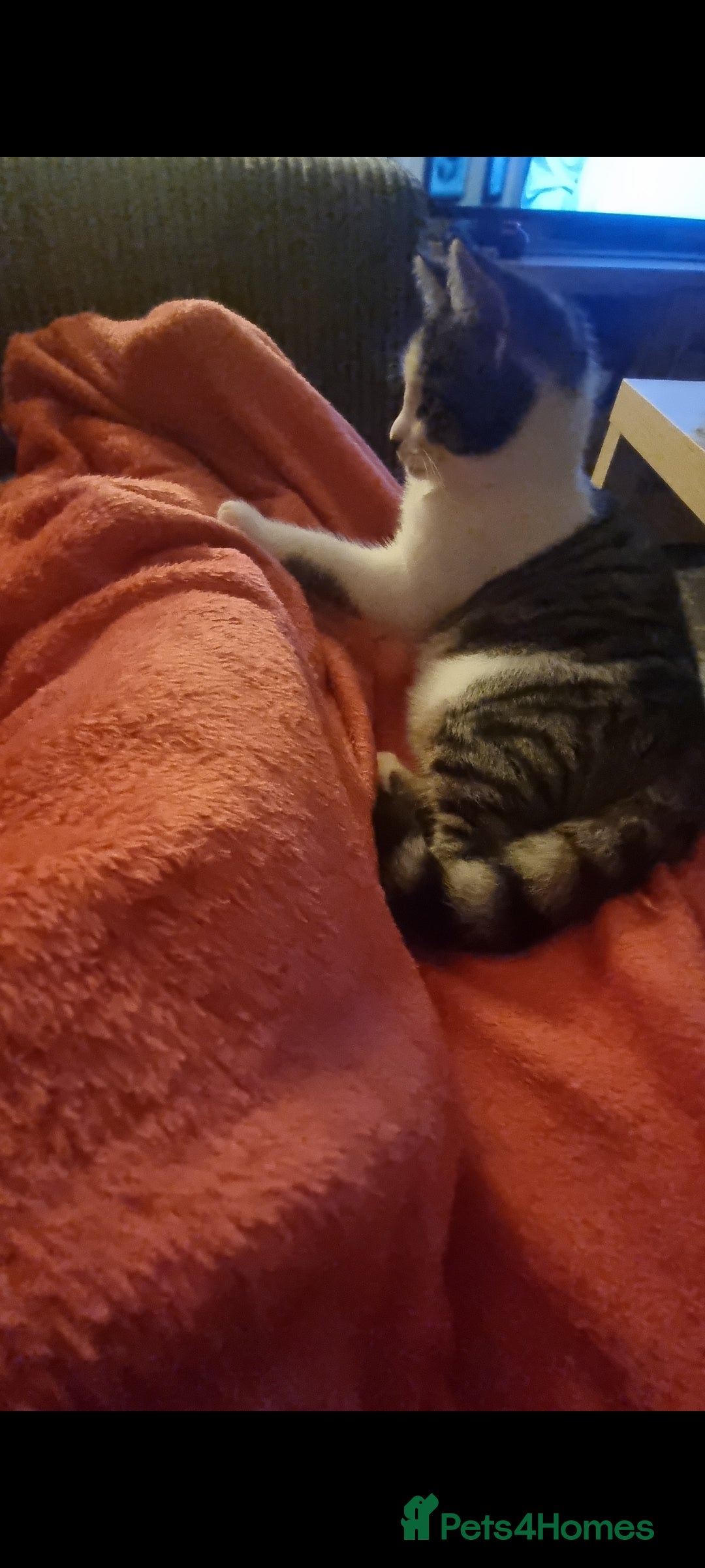 Mixed Breed cats for sale: Luna 6 months old - Advert 3