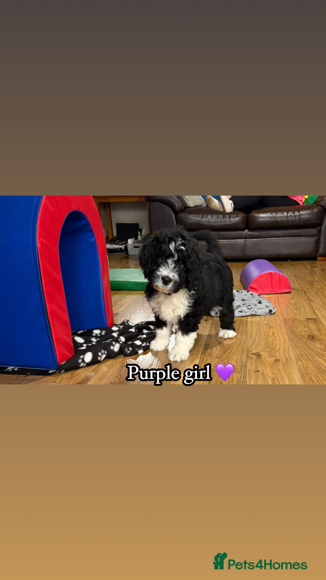 Bernedoodle dogs for sale: 🩷 Chunky Bernedoodles with TRI🩷 - Advert 3