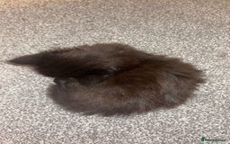 Ragdoll cats for sale: ragdoll x tabby  - Image 7