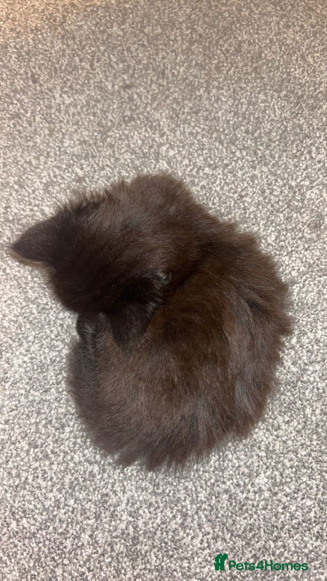 Ragdoll cats for sale: ragdoll x tabby  - Image 7