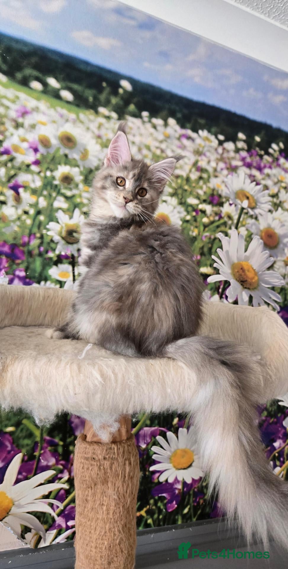 Maine Coon cats Perfect Polydactyl Maine Coon  - Advert 1