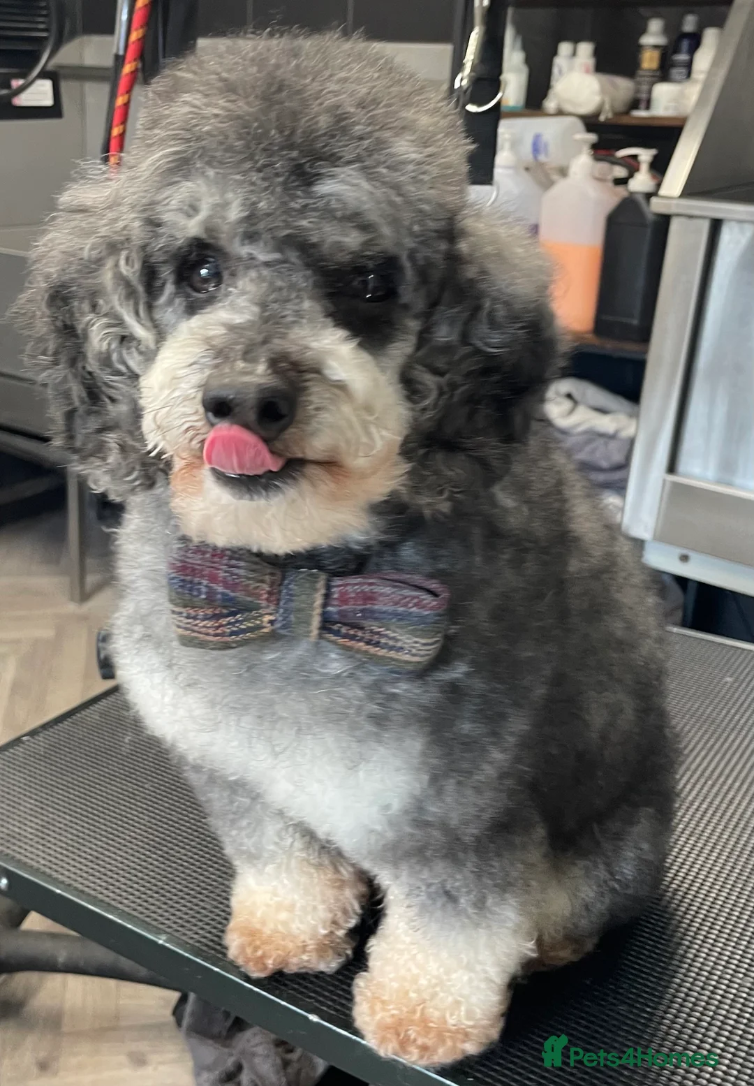 Toy Poodle dogs for stud: Silver Phantom Toy Poodle for stud - Advert 6