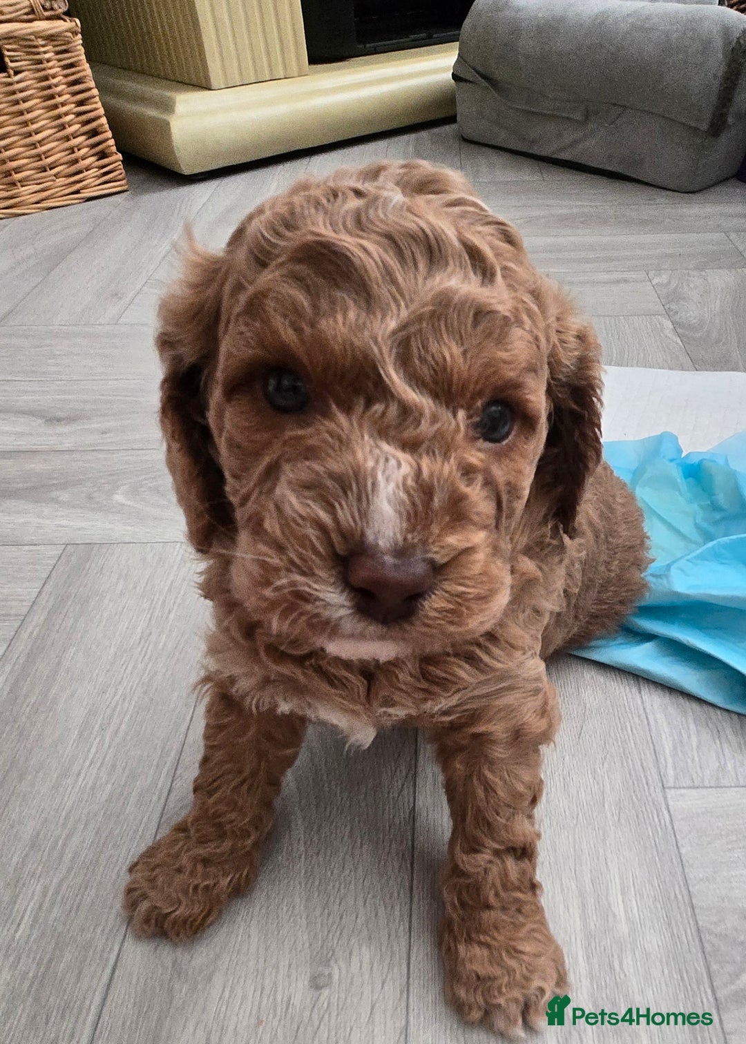 Cavapoo dogs for sale: Teddy bear cavapoo  - Advert 16