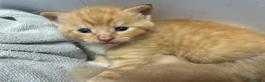 Maine Coon Kitten 3