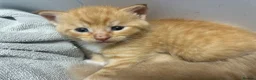 Maine Coon cats for sale: Maine coon cross  in Trowbridge - Advert 6