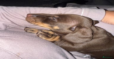 Dachshund dogs - Advert 12