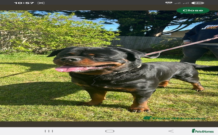 Rottweiler dogs - Advert 1