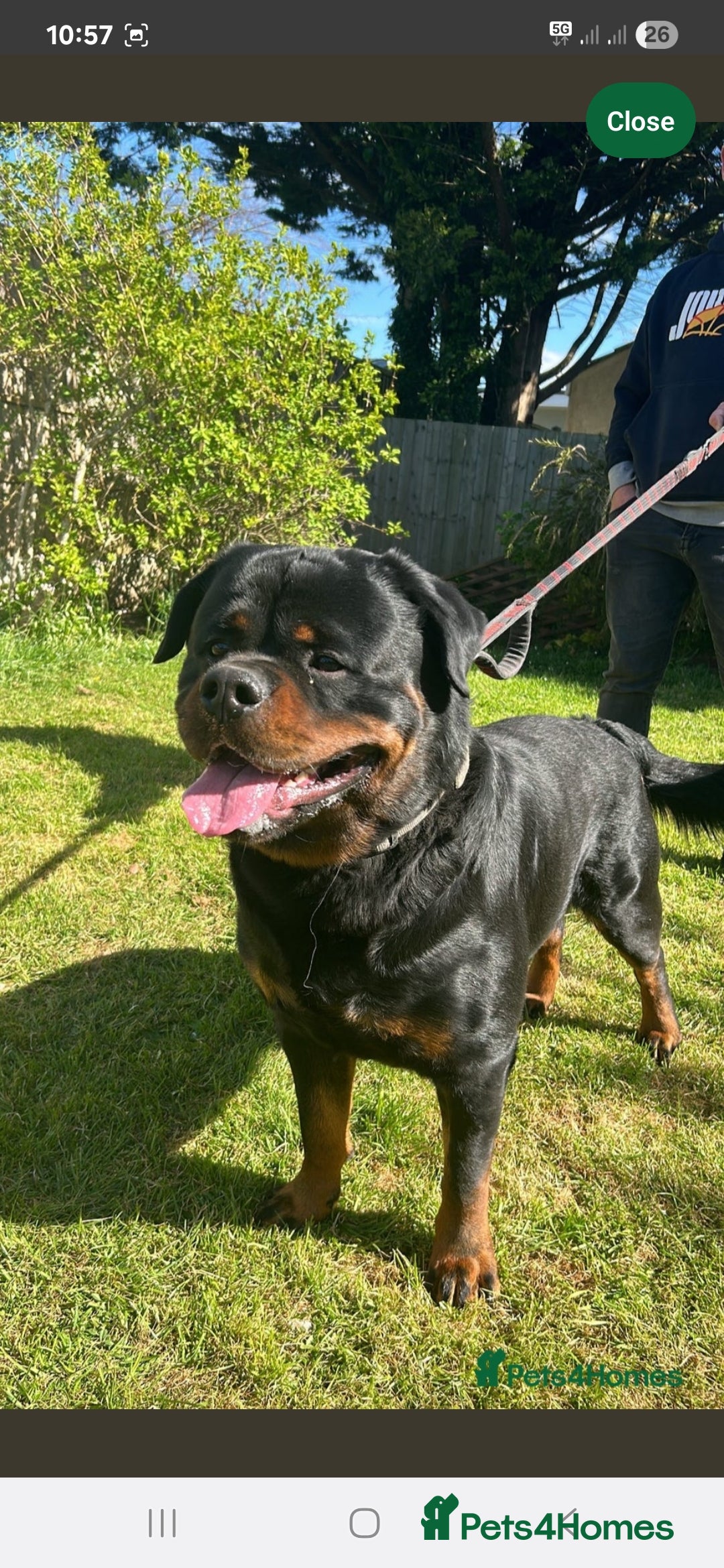 Rottweiler Dog Breed Rottweiler Hunting Boar Price Full Breed