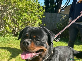 Rottweiler dogs - Advert 4