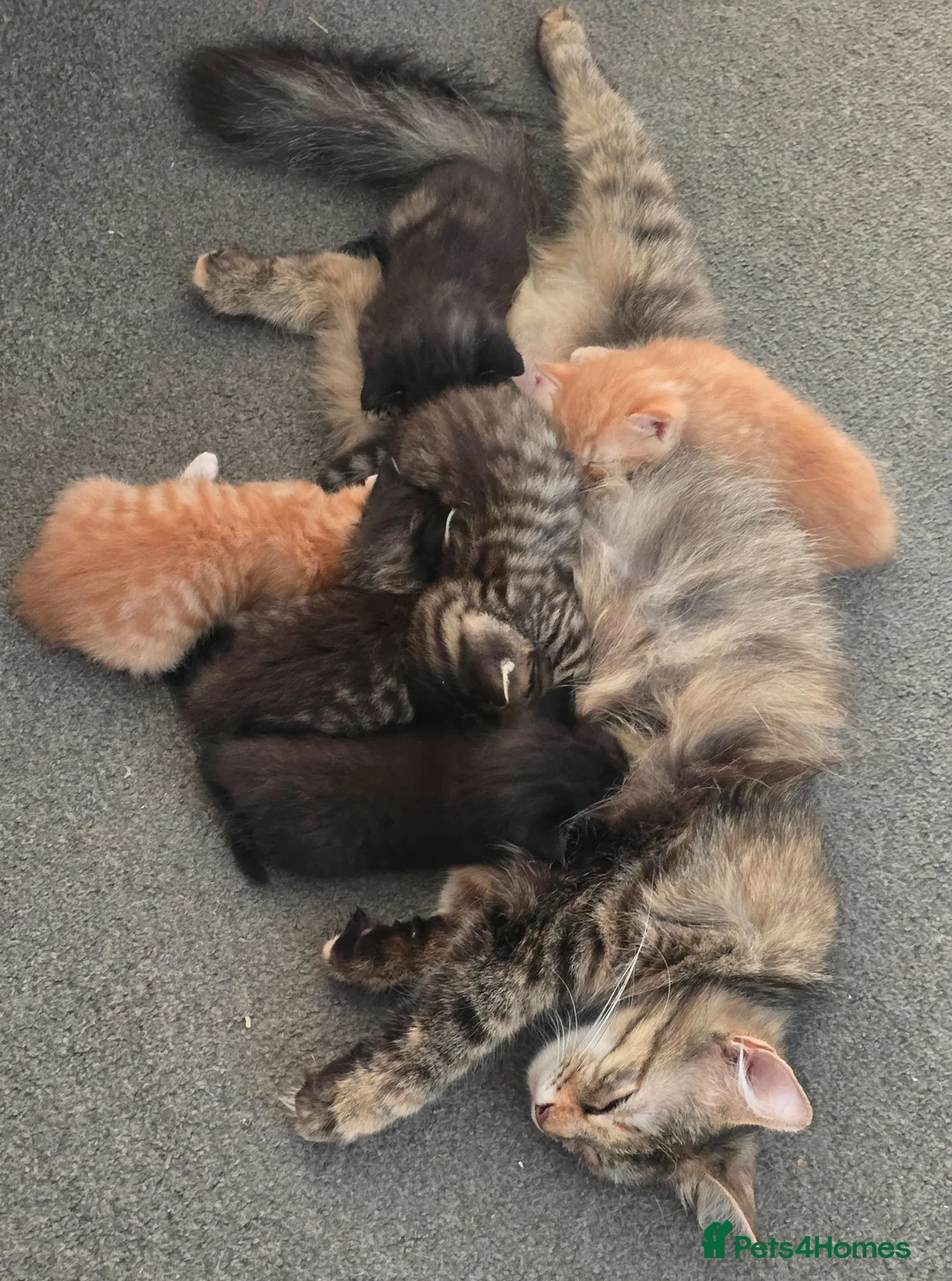 Mixed Breed cats for sale: 5 mixed breed kittens for sale - Advert 1