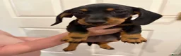 Dachshund dogs for sale: Male Dachshund puppy - Advert 14