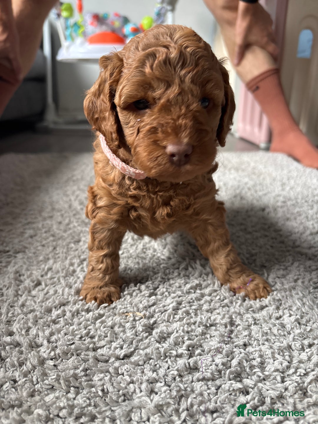 Cockapoo dogs for sale: F1B cockapoo puppies! Ready in 3 weeks!  - Image 14