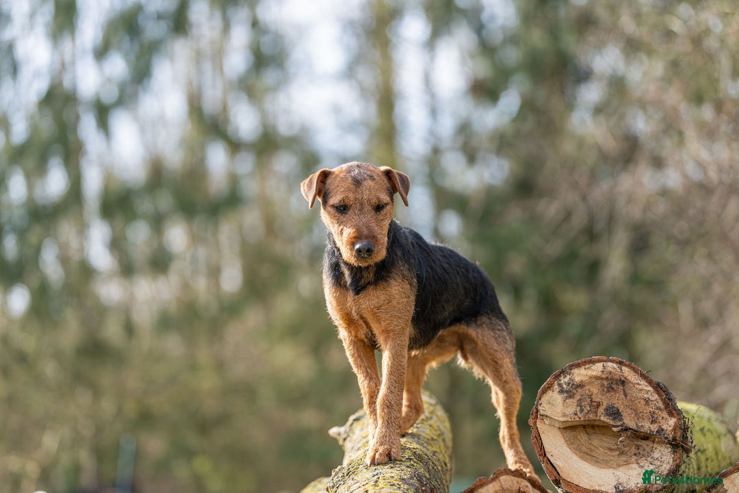 Lakeland Terrier dogs for sale: 🐾 Lakeland Terrier Puppies – Tag × Diesel 🐾 - Advert 1