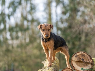 Lakeland Terrier dogs 🐾 Lakeland Terrier Puppies – Tag × Diesel 🐾 - Advert 1