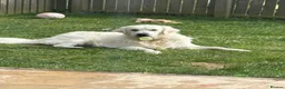 Golden Retriever dogs for stud: Golden( white) retriever for STUD - Advert 2
