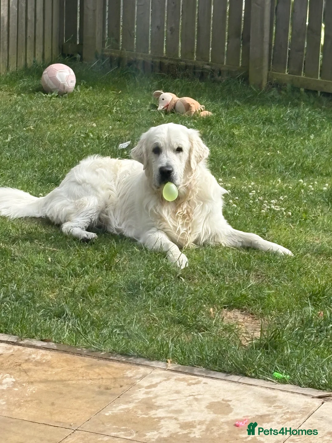 Golden Retriever dogs for stud: Golden( white) retriever for STUD - Advert 2