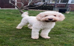 Cockapoo dogs for stud: Reggie F2B Cockapoo For Stud - Image 12