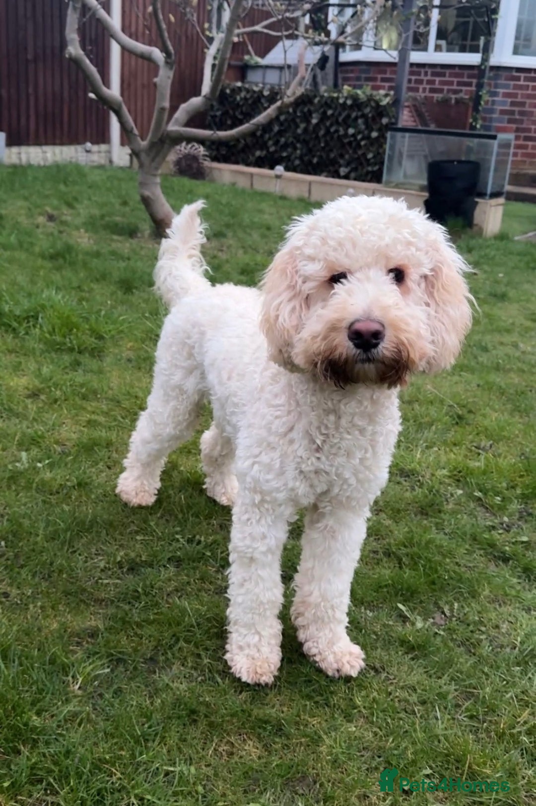 Cockapoo dogs for stud: Reggie F2B Cockapoo For Stud - Image 12