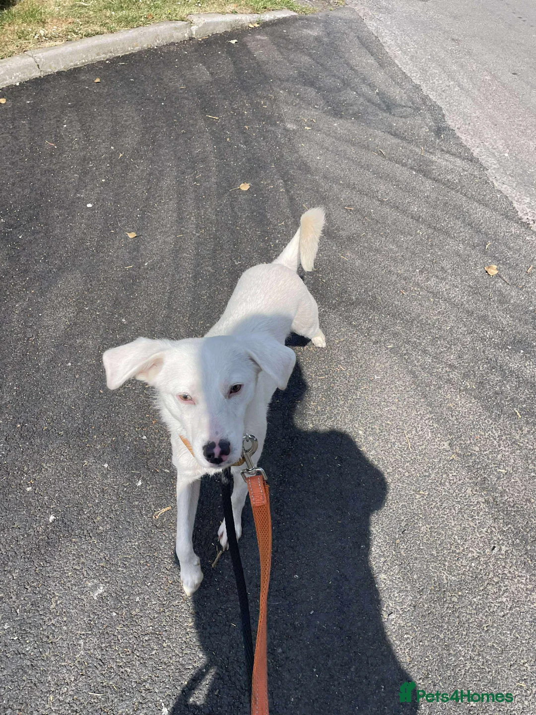 Mixed Breed dogs for adoption: Meet Clove, currently residing in Cheshire  - Advert 5