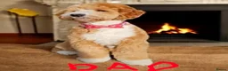 Australian Labradoodle dogs for sale: Australian Labradoodle Puppies - Advert 11