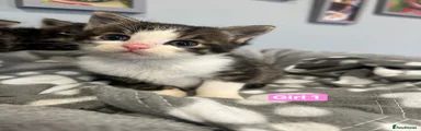 Mixed Breed Kitten 2