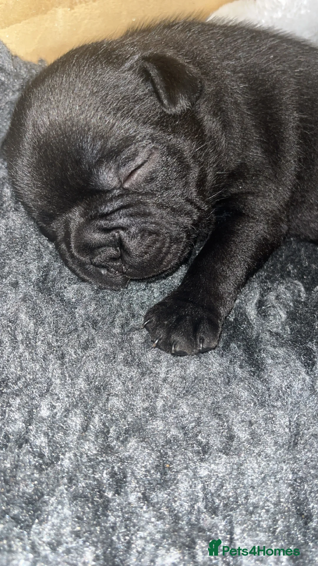 Staffordshire Bull Terrier dogs for sale: KC registered Staffordshire bull terrier puppy  - Advert 10