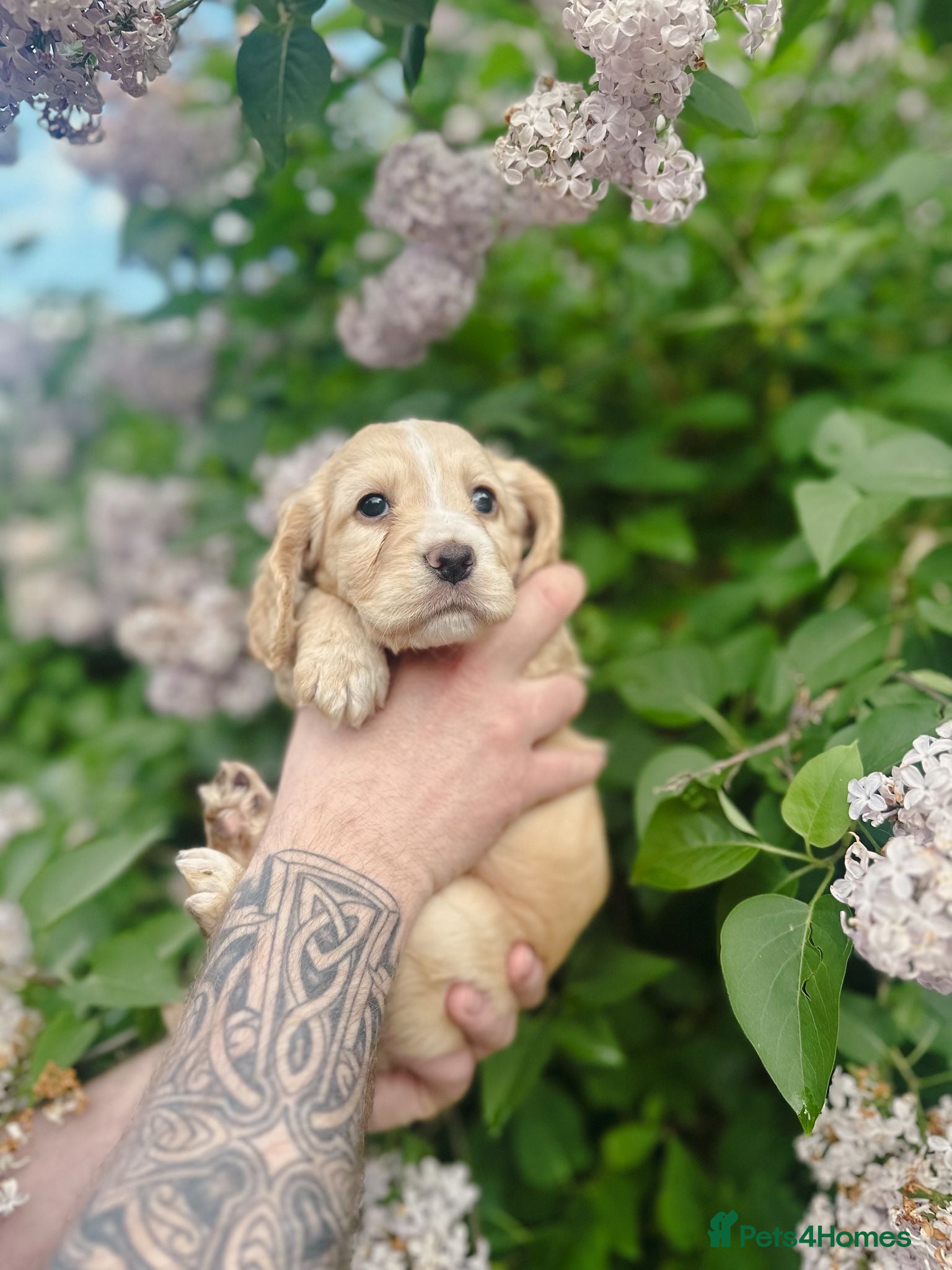 Cocker Spaniel dogs KC registered golden working cocker spaniel pups - Advert 12
