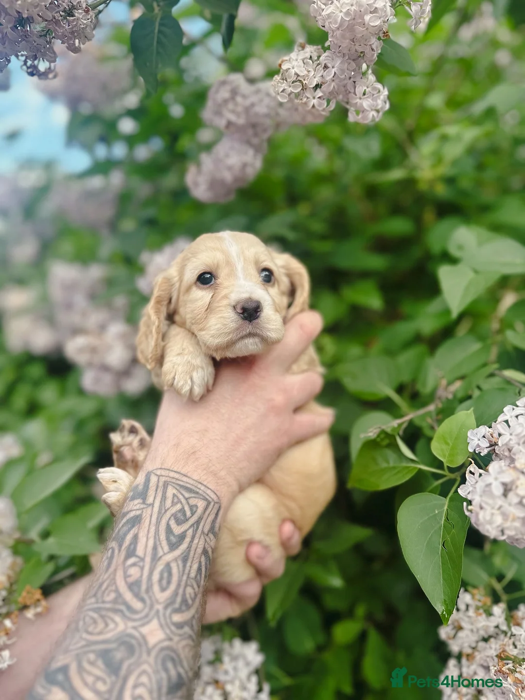 Cocker Spaniel dogs for sale: PRICE DROP KC registered working cocker spaniel - Advert 1