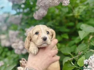 Cocker Spaniel dogs PRICE DROP KC registered working cocker spaniel - Advert 14