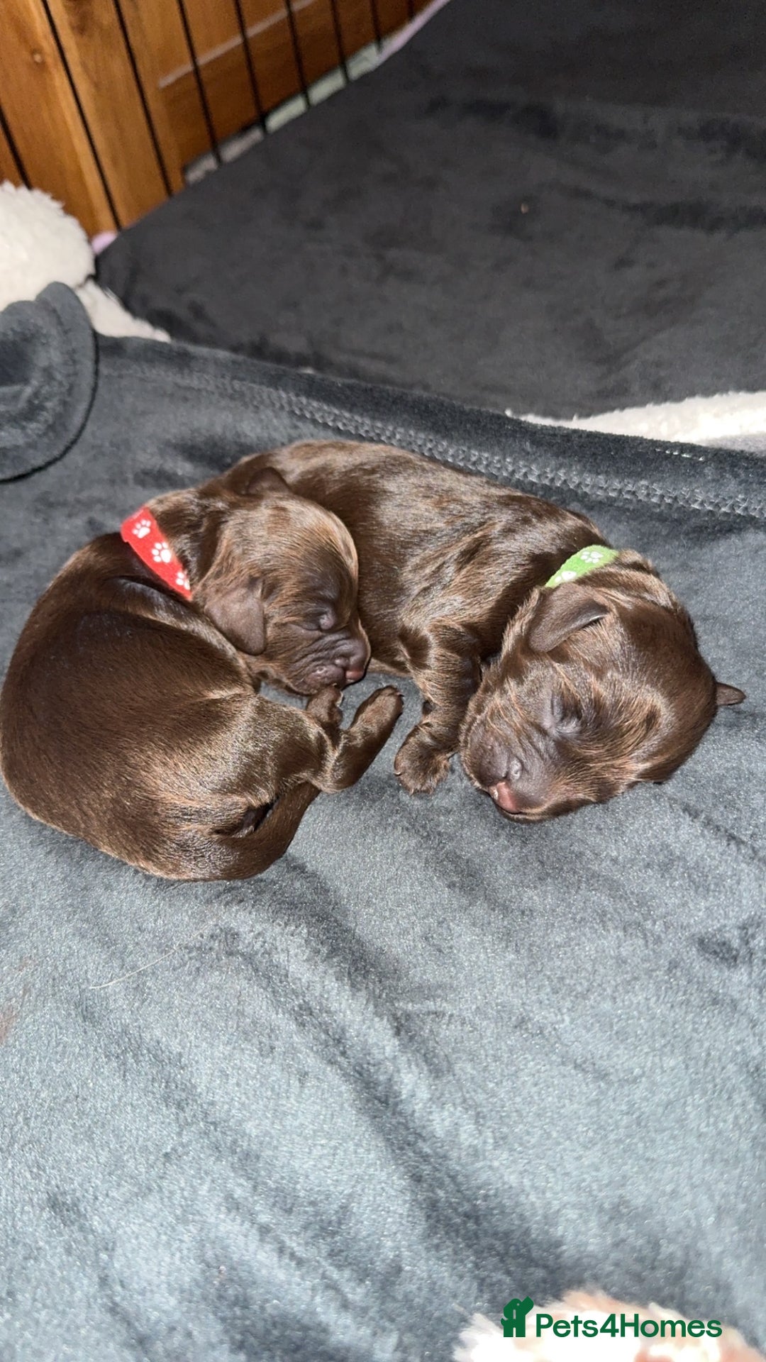 Cockapoo dogs for sale: 🍫🐶1 Female Pup Left-F1b Chocolate Cockapoo🐶🍫  - Advert 20