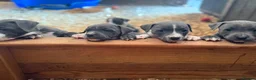 Staffordshire Bull Terrier dogs for sale: Lovely Staffordshire Bull Terrier Pups - Advert 5