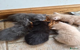Mixed Breed cats for sale: Stunning kittens, blues, dilute gingers and blacks - Image 2