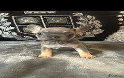 French Bulldog dogs for sale: French bulldog puppies solid blues lilac tans  - Image 1