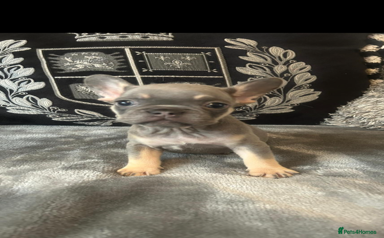 French Bulldog dogs - Advert 1