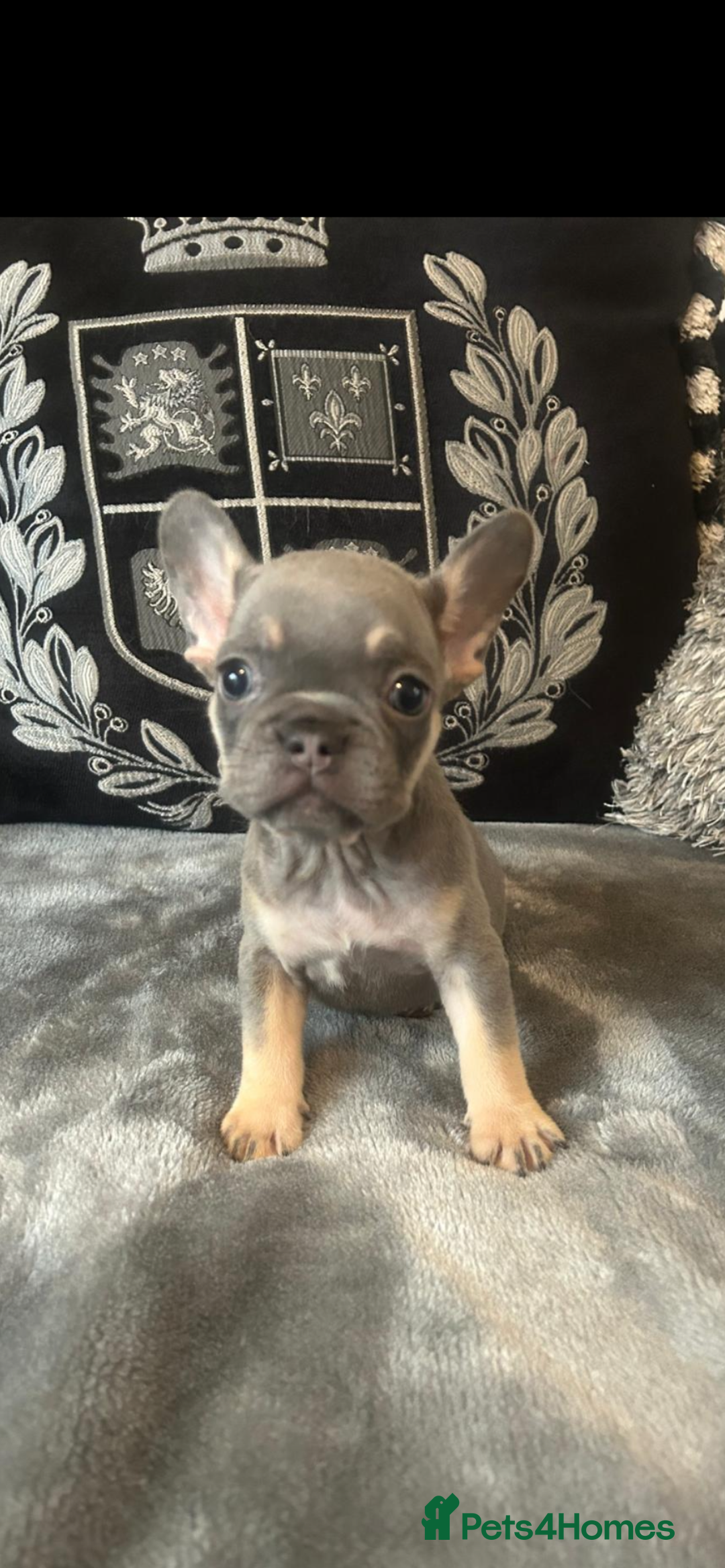 French Bulldog dogs for sale: French bulldog puppies solid blues lilac tans  - Image 1