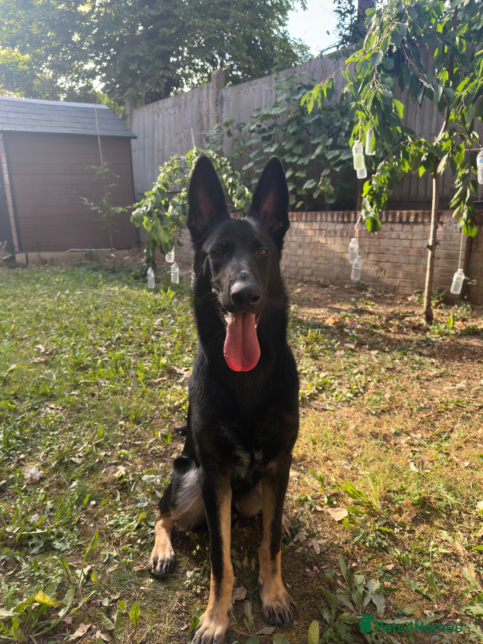 Mixed Breed dogs German Shepherd x Doberman Male – 9 Months Old - Advert 7