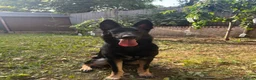 Mixed Breed dogs for sale: German Shepherd x Doberman Male – 9 Months Old - Advert 1