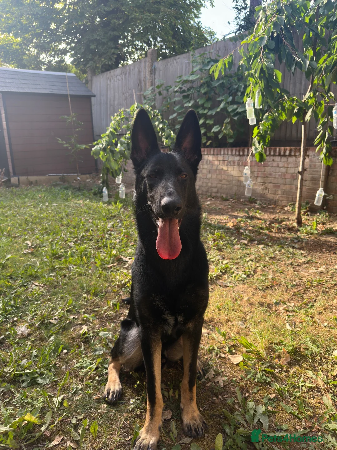Mixed Breed dogs for sale: German Shepherd x Doberman Male – 9 Months Old - Advert 1